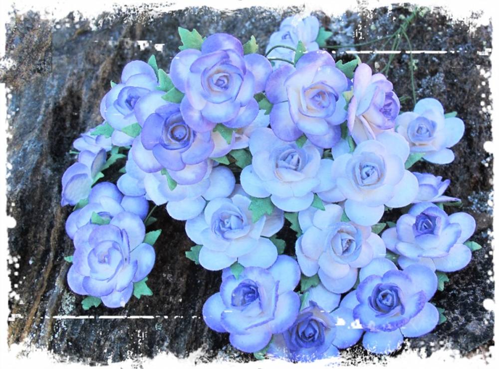 2,5 Roser farget kant lilla (6)